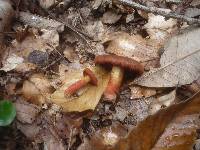 Cortinarius purpureus image