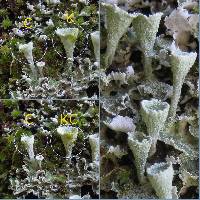 Cladonia carneola image