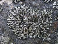 Phaeophyscia hispidula image