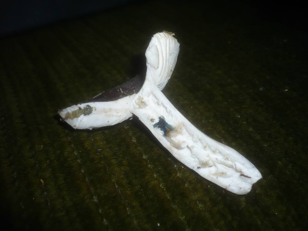 Russula pelargonia image