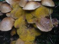 Suillus bovinus image