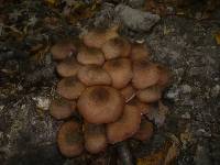 Armillaria gallica image