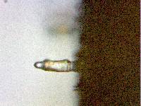 Pholiota spumosa image