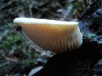 Crepidotus mollis image