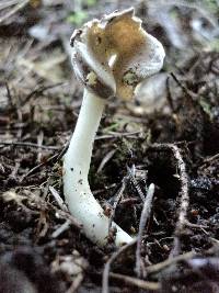 Helvella latispora image