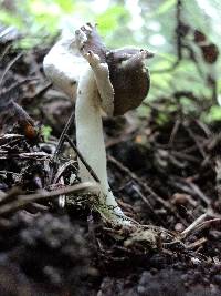 Helvella latispora image