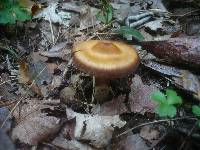 Cortinarius biformis image