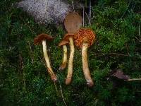 Cortinarius cinnamomeus image