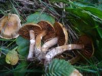 Cortinarius hinnuleus image