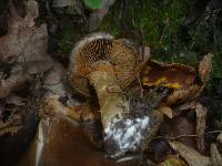 Cortinarius infractus image