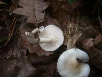 Hygrophorus cossus image