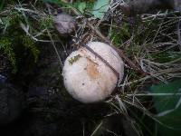 Lactarius scoticus image