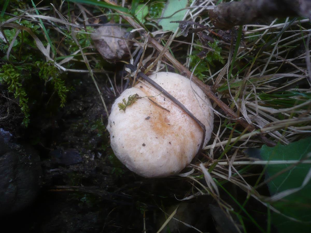 Lactarius scoticus image