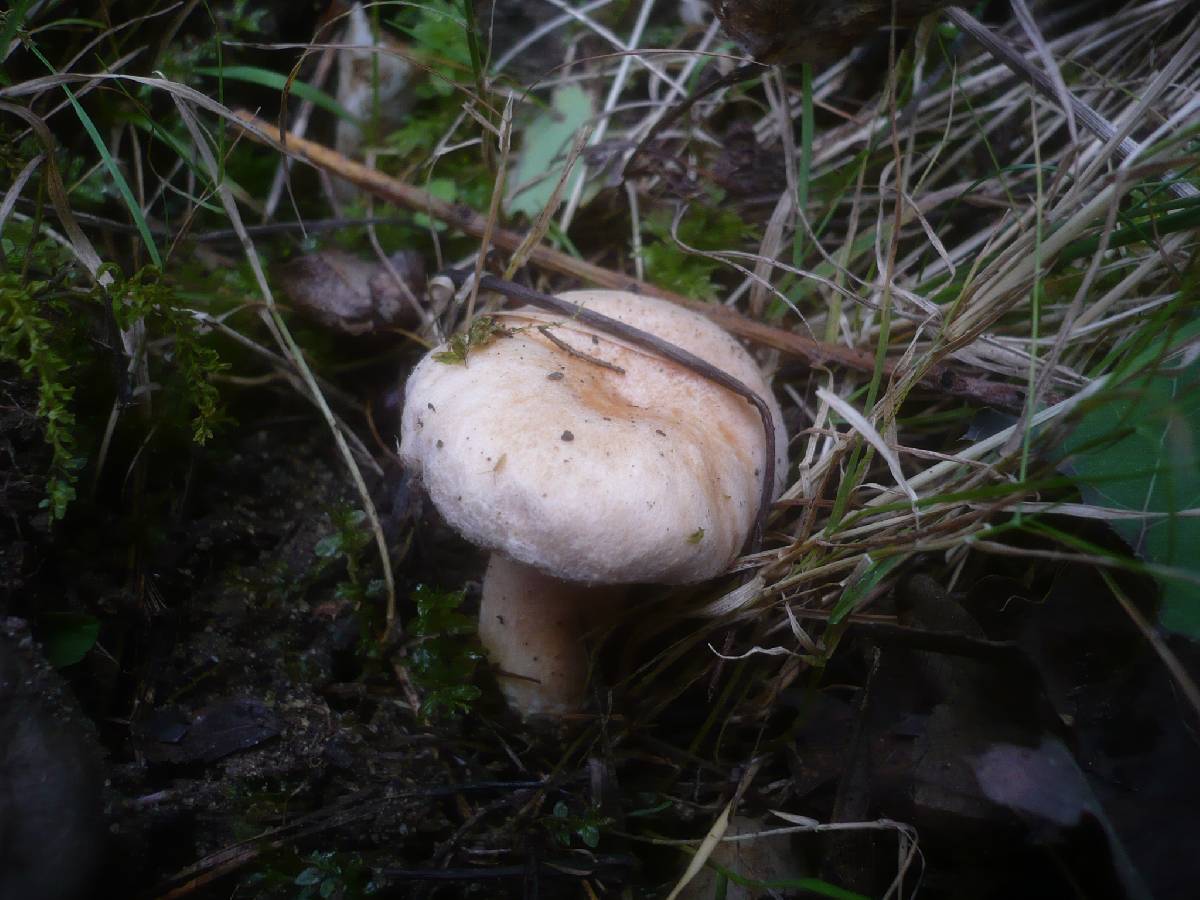 Lactarius scoticus image