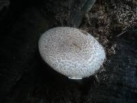 Pleurotus dryinus image