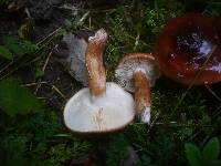 Tricholoma ustaloides image