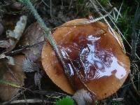 Tricholoma ustaloides image