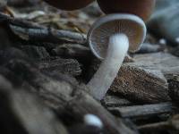 Clitocybe phyllophila image