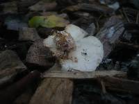 Clitocybe phyllophila image