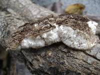 Merulius tremellosus image