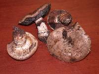 Agaricus lilaceps image