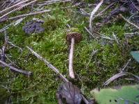 Inocybe cincinnata image