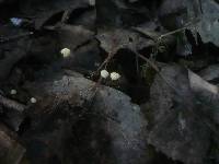 Marasmius epiphyllus image