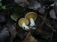 Suillus collinitus image