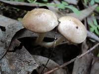 Psathyrella pennata image