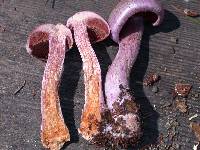 Cortinarius traganus image