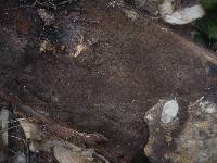 Coniophora olivacea image