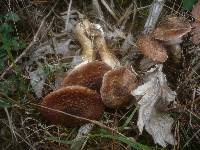 Armillaria solidipes image