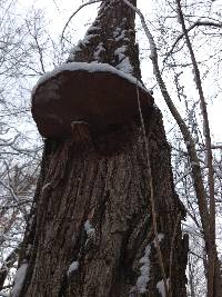 Phellinus robiniae image