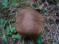 Boletus erythropus image