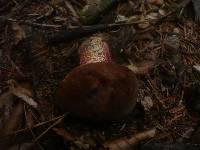 Boletus erythropus image