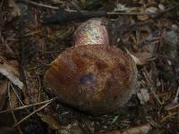 Boletus erythropus image