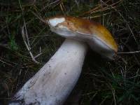 Boletus fulvomaculatus image