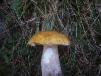 Boletus fulvomaculatus image