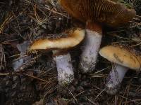 Cortinarius collinitus image