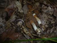 Cortinarius infractus image