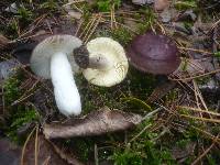 Russula sardonia image