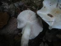 Tricholoma columbetta image