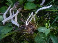 Clavaria falcata image