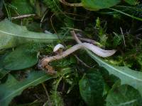 Clavaria falcata image