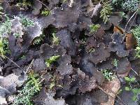 Peltigera praetextata image