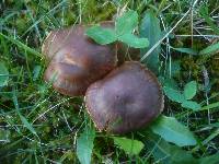 Cortinarius hinnuleus image