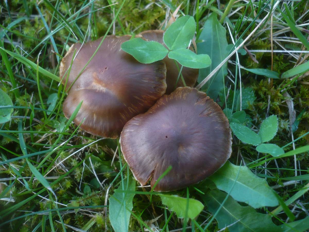 Cortinarius hinnuleus image