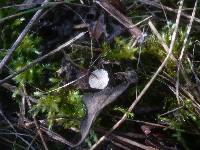 Crinipellis scabella image