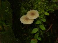 Lichenomphalia umbellifera image