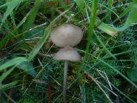 Entoloma conferendum image